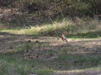 2016-05-08 10h01m00 - Goudvink - Jan van Kleef